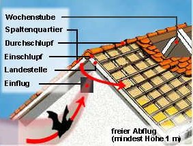Fledermaus