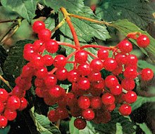 Viburnum opulus (gemeiner Schneeball)