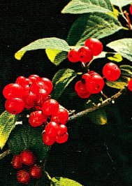 Lonicera xylosteum (gemeine Heckenkirsche)