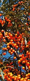 Hippophae rhamnoides (Sanddorn)