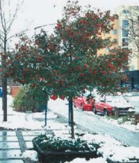 Crataegus lavallei