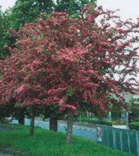 Crataegus laevigata