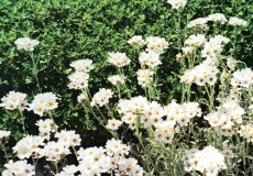 Achillea petraea