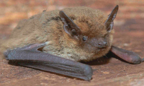 Weissrandfledermaus