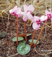 Cyclamen