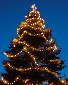 Weihnachtsbaum