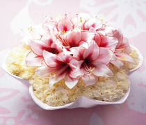 Amaryllis