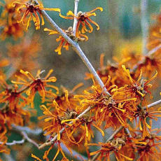 Hamamelis Jelena