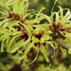 Hamamelis intermedia Sunburst