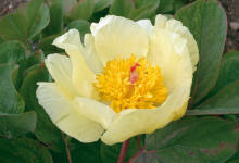 Paeonia mlokosewitschii (eine Pfingstrose)