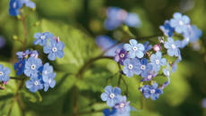 Brunnera macrophylla