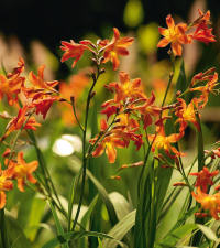 Blüten der Montbretien (Crocosmia)