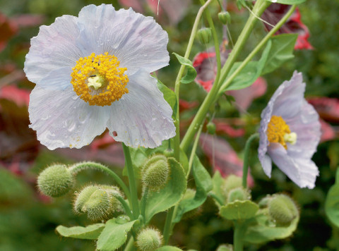 Blauer Mohn