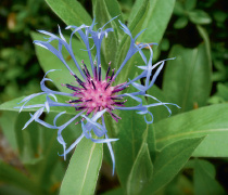 Flockenblume