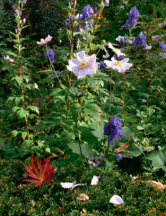 Eisenhut und Anemonen im Herbst.