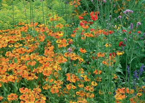 Violett bl&uuml;hendes Eisenkraut (Verveine) mit orangegelber Sonnenbraut &laquo;Waltraut&raquo; (Helenium) und weiteren Pr&auml;riebl&uuml;hern wie der gelben Goldrute (Solidago).
