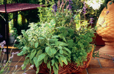 Geschmackvoll gestalten: Wer auf Balkon und Terrasse Kr&auml;uter wie Salbei, Lavendel und Minze verwendet, der trifft den Geschmack der Zeit. Aromatische Zierpflanzen und Kr&auml;uter sind f&uuml;r den Topfgarten wie gemacht.
