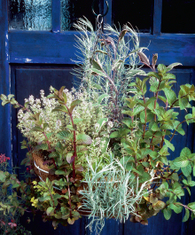 Dufte Kombination! Silberfarbenes Currykraut (Helichrysum), bunter Salbei (Salvia officinalis), Minze (Mentha) und Oregano (Origanum) in Ampel.
